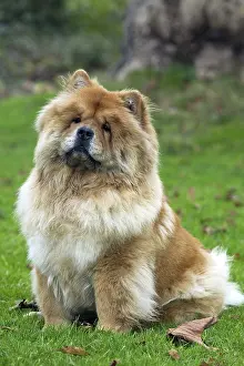 Chows: Chow Chow
