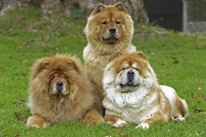 Chows: Chow Chow