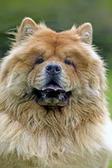 Chows: Chow Chow