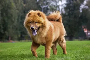 Chows: Chow Chow dog