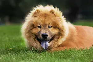 Chows: Chow Chow dog