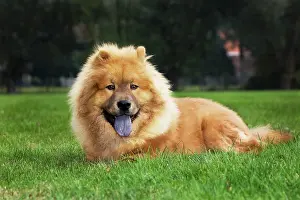 Chows: Chow Chow dog