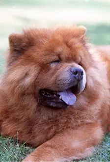 Chows: CHOW CHOW DOG - head, showing blue tongue