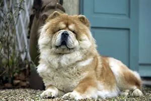 Chows: Chow Chow Dog - lying down