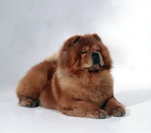 Chows: CHOW CHOW DOG - lying