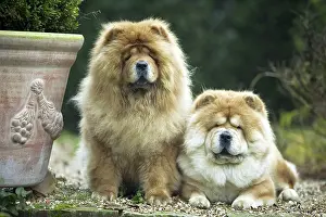 Chows: Chow Chow Dogs - two sitting together