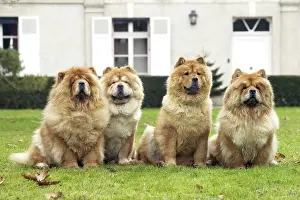 Chows: Chow Chow - line of four
