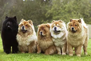 Chows: Chow Chow - line of five