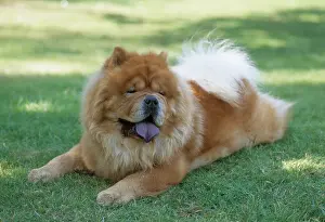 Chows: CHOW CHOW - lying on grass