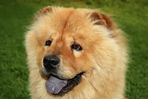 Chows: Chow-Chow Portrait, dog