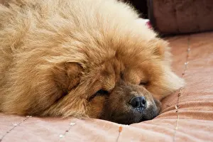 Spitz: A Chow Chow puppy lying on a tan bedspread