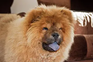 Zandria: A Chow Chow puppy standing indoors with