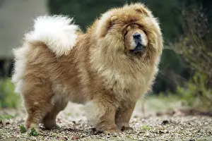 Chows: Chow Chow - standing, side view