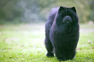 Chows: Chow Chow - with steam coming off fur