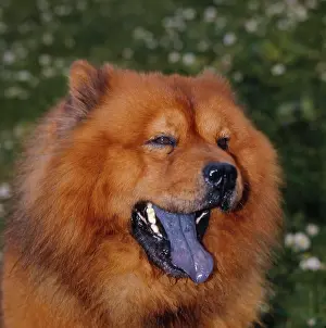 Yawn: Chow-Chow, yawning Chinese dog breed puffed up lion dog