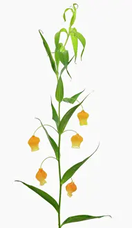 Aurantiaca: Christmas bells