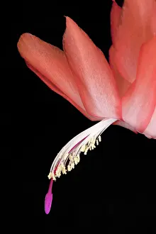Buckleyi: Christmas cactus