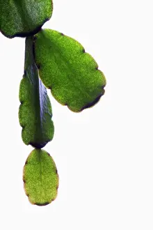 Schlumbergera: Christmas cactus