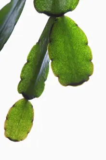 Schlumbergera: Christmas cactus