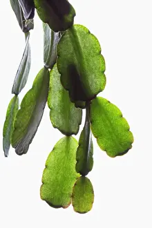 Schlumbergera: Christmas cactus
