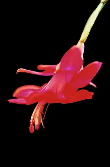 Schlumbergera: Christmas Cactus