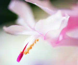 Schlumbergera: Christmas Cactus