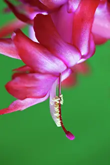 Buckleyi: Christmas cactus