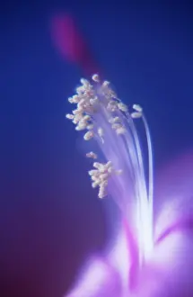 Schlumbergera: Christmas Cactus