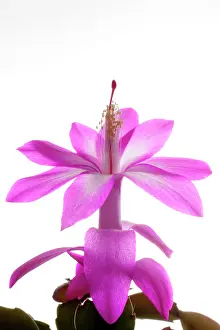 Schlumbergera: Christmas Cactus