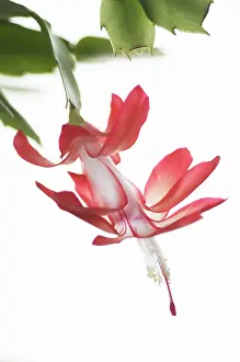 Schlumbergera: Christmas Cactus
