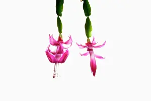 Buckleyi: Christmas cactus, Schlumbergera buckleyi, Pink subject