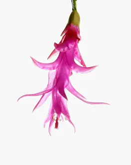 Stamen: Christmas cactus, Schlumbergera buckleyi, Pink subject