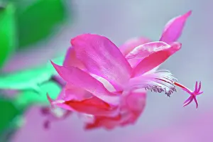 Epiphyte: Christmas cactus, Schlumbergera x bridgesii, Close
