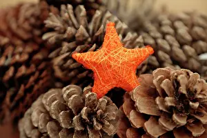 Euphorbia: Christmas decorations