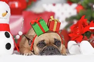 Container: Christmas dog. French Bulldog wearing gift box h