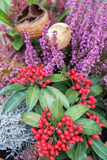 Wertheim: Christmas floral decoration, Wertheim, Germany