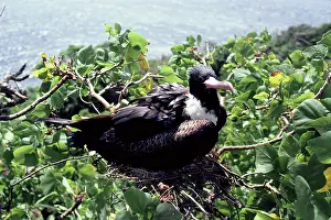 Frigatebirds: Christmas Island frigatebird