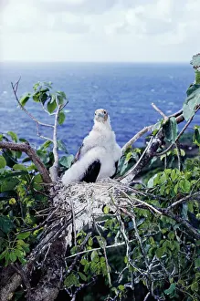 Frigatebirds: Christmas Island frigatebird - chick