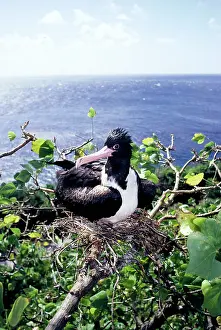 Frigatebirds: Christmas Island frigatebird - female on nest