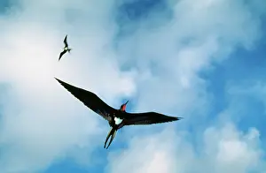 Frigatebirds: Christmas Island Frigatebird - male, endemic, less