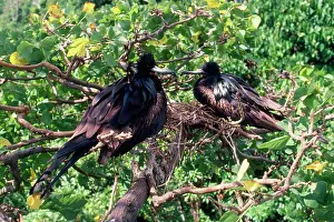 Frigatebirds: Christmas Island Frigatebirds - males both incubating eggs