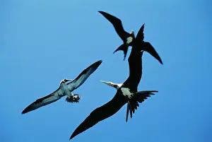 Frigatebirds: Christmas Island Frigtebird - Attacking Brown Booby