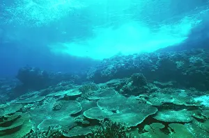 Christmas Island - Fringing coral reef