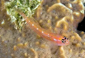 Natalis: Christmas Island Goby