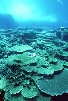 Hyacinthus: Christmas Island - Indian Ocean - fringing coral reef