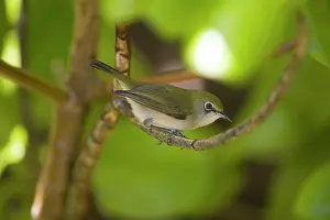 Keeling: Christmas Island White-eye