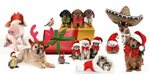 Presents: Christmas pets sitting with Christmas presents