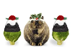 Pudding: Christmas Pudding Cat with brussel sprouts wearing