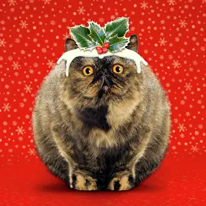 Pudding: Christmas Pudding Cat - Exotic short-haired tortoiseshell