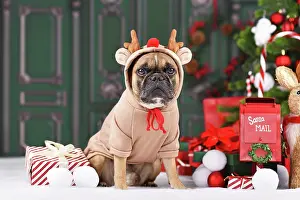 Room: Christmas reindeer dog. French Bulldog with costume